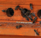 rein in die bunte Hütte, weil wenn’s Bienchen summt, freut sich der Gourmet rein in die bunte Hütte, weil wenn’s Bienchen summt, freut sich der Gourmet